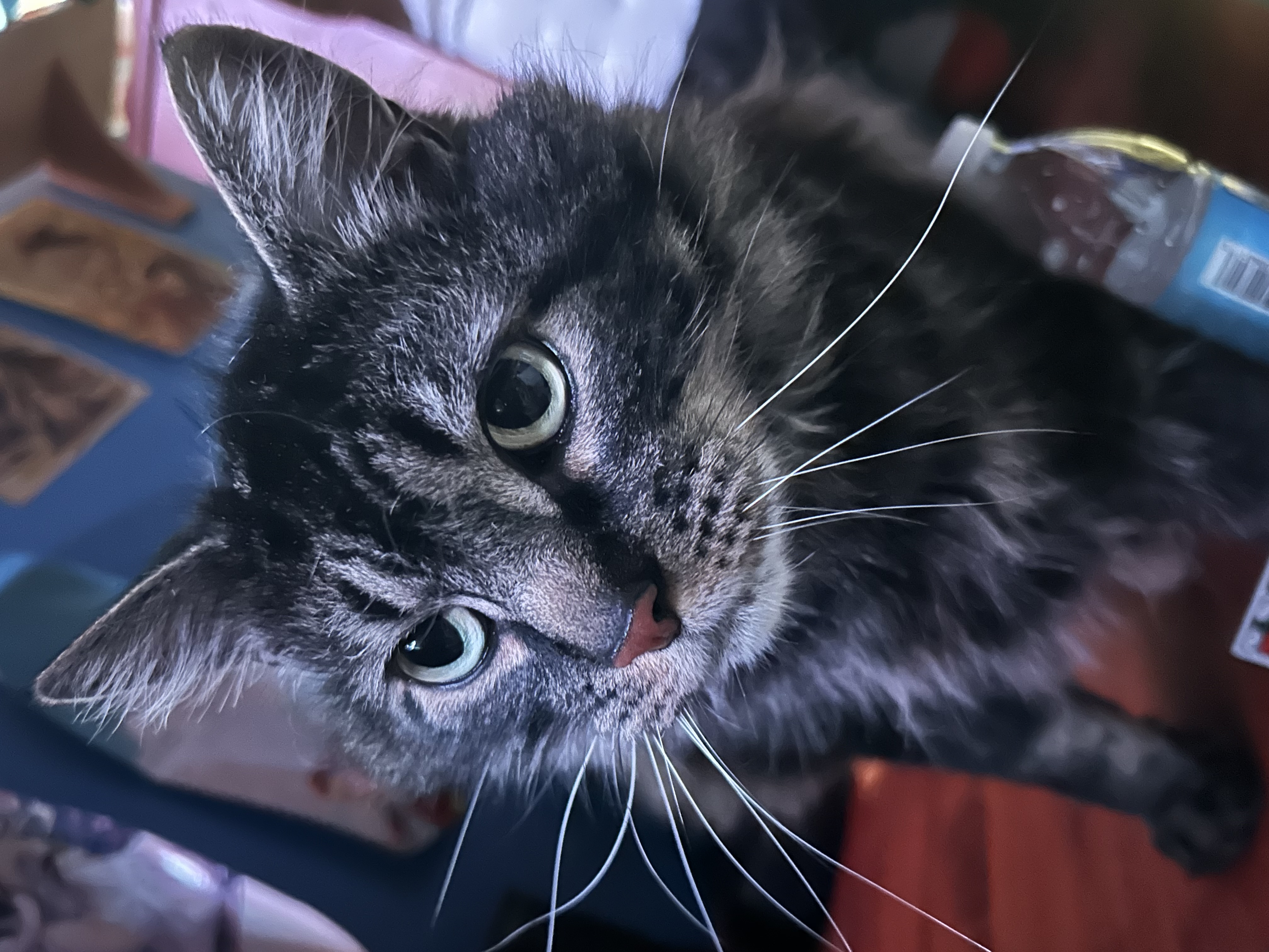 Photo of black cat with green eyes